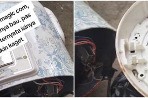 Tukang diminta benerin magic com pas dibuka ternyata jadi kandang bangkai cicak, potretnya bikin mual