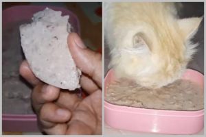 Modal Rp10.000, ini cara bikin makanan kucing agar cepat gemuk dan bulu tebal pakai 1 bahan masakan