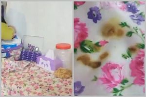 Tanpa deterjen, ini cara menghilangkan noda kunyit di taplak meja makan pakai tambahan 1 bahan dapur