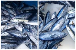 Bukan direbus air garam, ini trik mengolah tongkol agar tak bikin gatal pakai 2 bahan dapur