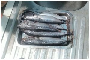 Tak perlu arang, begini cara mudah menghilangkan racun pada ikan tongkol agar lebih aman dikonsumsi