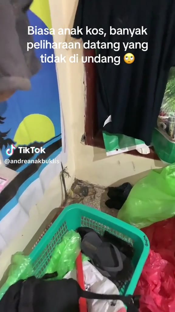 Momen kocak pria temukan hewan tak terduga di indekos ini bikin bingung cara ngusirnya