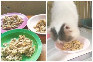 Pakai 2 bahan dapur, ini cara bikin makanan kucing supaya cepat gemuk dan berbulu tebal modal Rp5.000