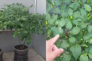 Tanpa garam atau micin, ini trik agar tanaman cabai subur dan terhindar dari hama modal 3 bahan dapur