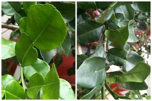 Cuma pakai 2 bahan dapur, ini trik melebatkan pohon daun jeruk purut agar makin rimbun dan bebas hama