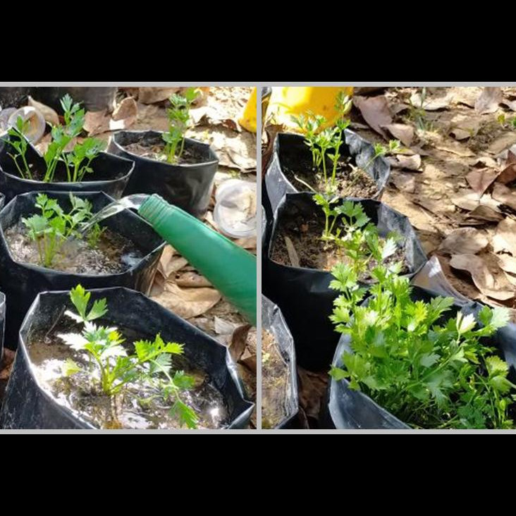 Bukan pakai garam, ini trik merawat sayur seledri agar tumbuh subur cuma pakai 1 bumbu dapur