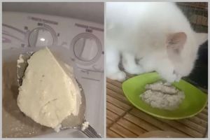 Modal Rp7.000, begini cara bikin makanan kucing agar cepat gemuk cuma pakai 2 bahan makanan
