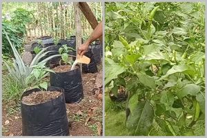 Tanpa diberi garam dan micin, ini trik merawat tanaman cabai agar berbuah lebat pakai 1 bahan simpel