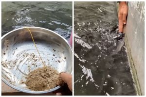 Cukup modal Rp3.000, ini trik bikin pakan lele agar semakin gemuk pakai tambahan 3 bahan dapur