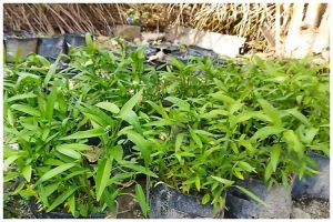 Tanpa pupuk kimia, begini cara merawat tanaman kangkung agar subur, antilayu, dan panen dalam 15 hari