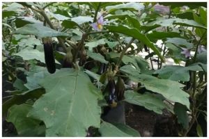 Tak perlu micin, ini trik merawat pohon terong agar subur dan terhindar dari hama pakai 1 bumbu dapur