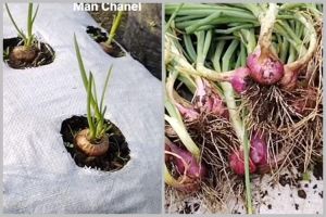 Tanpa garam, ini trik merawat tanaman bawang merah agar subur dan berbuah banyak pakai 1 bumbu dapur