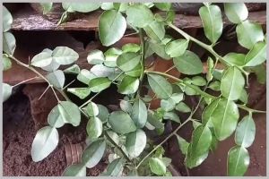 Tanpa diberi garam, ini trik melebatkan pohon daun jeruk purut agar semakin rimbun dan bebas hama