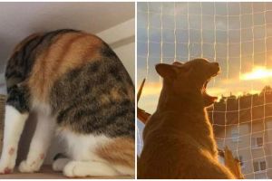 11 Potret kocak kebetulan pada hewan ini perlu dilihat dua kali baru paham, bikin tepuk jidat