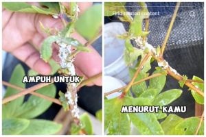Tanpa sabun cuci piring, ini trik mengusir kutu, tungau, dan ulat pada tanaman pakai 1 bahan dapur