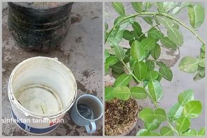 Bukan pakai garam, ini trik merawat pohon daun jeruk agar rimbun dan bebas hama pakai 1 bumbu dapur