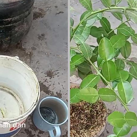 Bukan pakai garam, ini trik merawat pohon daun jeruk agar rimbun dan bebas hama pakai 1 bumbu dapur