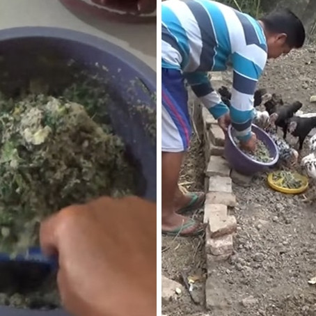Tanpa fermentasi, ini cara bikin pakan ayam agar hewan ternak tak mudah sakit pakai 2 bahan dapur