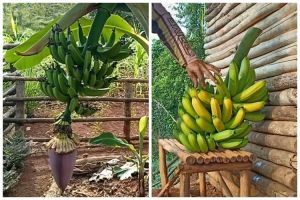 Jangan cuma diberi garam, ini trik agar pohon pisang bisa berbuah manis dan besar pakai 1 ampas dapur