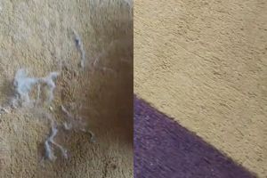 Cuma modal satu bahan, ini cara mudah bersihkan bulu kucing yang menempel di karpet