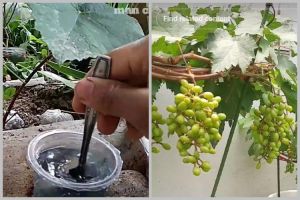 Tak perlu air beras, ini trik merawat tanaman anggur agar subur dan berbuah lebat pakai 1 bumbu dapur