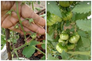 Cukup pakai 1 ampas dapur, ini trik supaya tanaman tomat cepat berbuah dan tak mudah busuk
