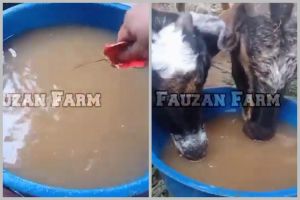 Bukan pakai rumput, ini cara bikin pakan kambing supaya cepat gemuk cuma dengan 3 bahan dapur