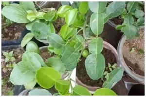 Tanpa air beras, ini trik merawat tanaman jeruk purut agar subur dan daun rimbun pakai 1 ampas dapur