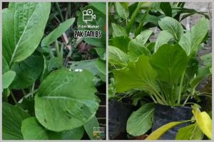 Tanpa sabun cuci piring, ini cara mengusir belalang dan kutu pada tanaman sawi pakai 1 bahan masakan