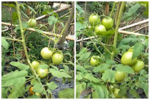 Tanpa bumbu dapur, ini trik mengusir hama ulat pada tanaman tomat cuma pakai 2 bahan dapur