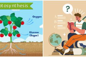 Rumus fotosintesis, lengkap dengan pengertian, manfaat dan latihan soal