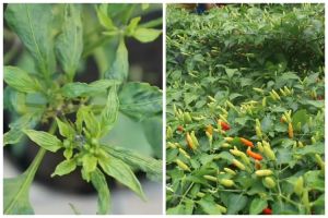 Cuma pakai 1 bumbu dapur, ini trik agar tanaman cabai lebih subur dan berbuah lebat