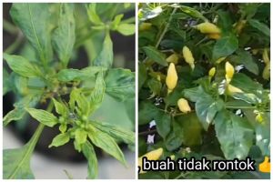 Cuma pakai 1 bumbu dapur, ini trik agar tanaman cabai lebih subur dan berbuah lebat