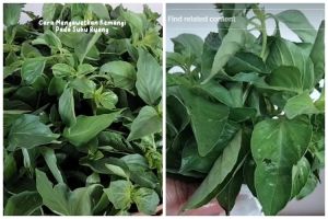 Tak perlu direndam air, ini cara menyimpan daun kemangi agar tetap segar hingga 6 hari di suhu ruang
