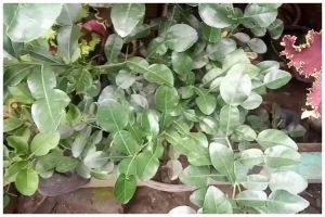 Tanpa diberi garam atau micin, ini trik agar tanaman jeruk purut makin rimbun pakai 1 bahan sederhana