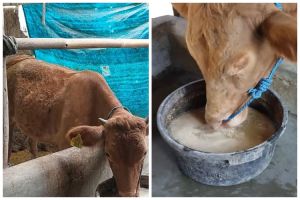 Bukan diberi rumput, begini cara bikin pakan sapi supaya cepat gemuk pakai tambahan 2 bahan dapur