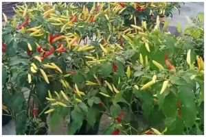 Bukan pakai micin atau air beras, ini trik merawat tanaman cabai agar subur dengan 1 bahan sederhana