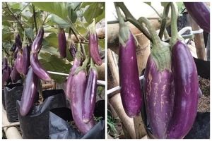 Tak perlu pakai garam, ini trik agar tanaman terong berbuah lebat dan besar hanya pakai 1 bahan dapur