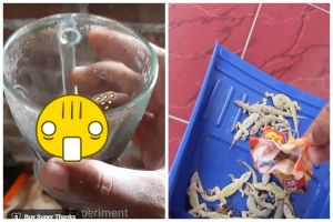 Tanpa lada atau nasi, ini cara ampuh basmi cicak cuma pakai 1 ampas dapur