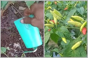 Bukan pakai bumbu dapur, ini cara menyuburkan tanaman cabai agar berbuah lebat pakai 1 jenis obat