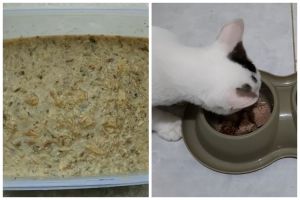 Modal Rp30 ribuan untuk 7 hari, ini cara bikin makanan kucing agar cepat gemuk dan sehat pakai 3 bahan