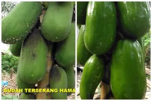 Tanpa merusak daun atau buahnya, ini trik membasmi hama tanaman pepaya cukup pakai 2 bahan dapur