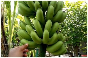 Tanpa micin atau air beras, ini trik merawat pohon pisang agar buahnya lebih manis pakai 1 bahan dapur