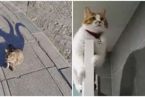 Potret kocak bayangan beda dari obyek aslinya ini dilihat dua kali tetap bikin bingung, nyeleneh pol