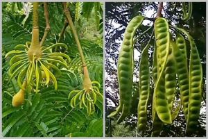Cuma pakai 1 bumbu dapur, ini cara merawat pohon petai agar bunganya tidak rontok dan berbuah lebat