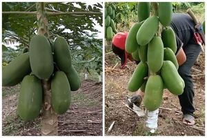 Tak perlu diberi garam, ini trik merawat pohon pepaya agar cepat berbuah dan rasanya manis