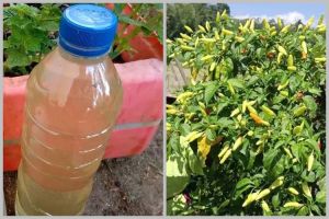 Bukan garam atau micin, ini trik merawat tanaman cabai agar berbuah banyak cuma pakai 1 bahan dapur
