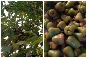 Tak perlu diberi garam atau micin, ini cara mudah agar pohon jambu air cepat berbuah dan rasanya manis