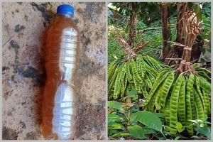 Nggak cuma micin, ini cara suburkan tanaman petai agar berbuah lebat cukup tambah 1 bahan dapur