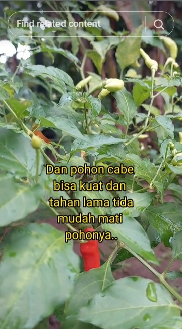 Tak perlu micin, pakai 2 ampas dapur ini agar tanaman cabai berbuah banyak